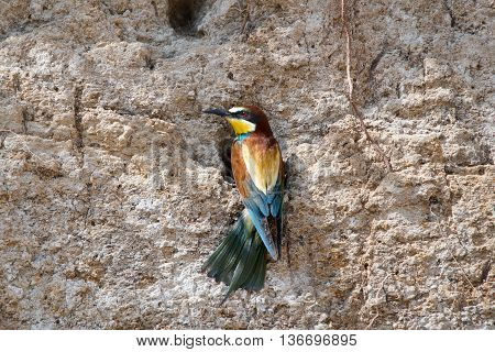 European bee-eater or Merops apiaster seats on a twig