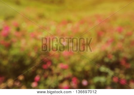 Blurred scene of spring meadow with flowers
