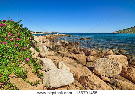 pink flowers in Cala Battistoni in Costa Smeralda Italy