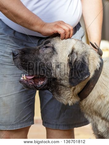 Man Stroking A Giant Kangal