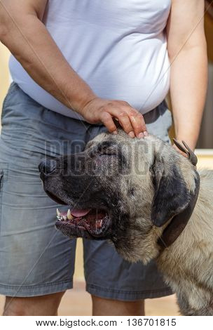man stroking giant Turkish kangal. Turkish National shepherd dog (kangal)