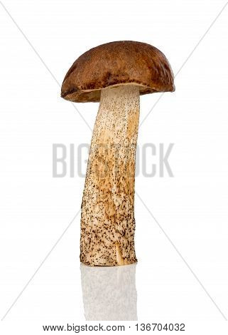 Brown Cap Boletus Mushroom