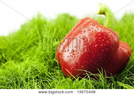 Paprika mit Wassertropfen auf dem grünen Rasen
