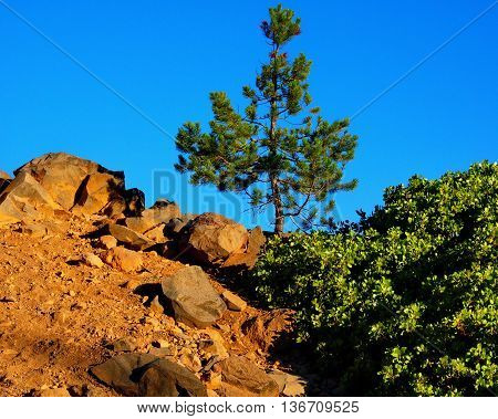 A small pine tree stands at the top of a rocky hill by manzanita during 