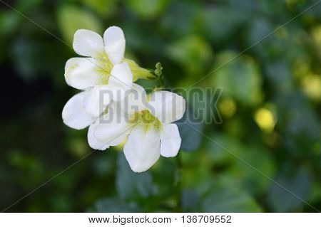 White Chinese violet, Asystasia sp, Family Acanthaceae, Central of Thailand