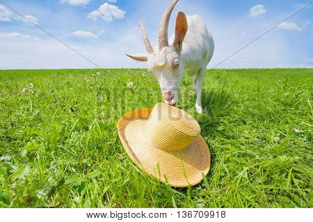 White goat on a green meadow with a straw hat