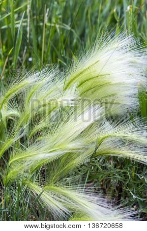 The maned barley (Latin name Hordeum jubatum) is an attractive plant of the family Gramineae. A group of plants