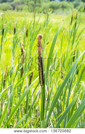Cattail -- a tall marsh grass ( Typha ). The plant in the natural environment of growth on the lake