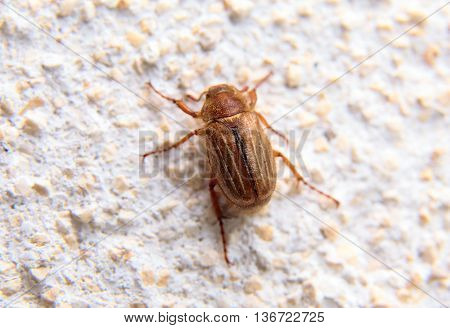 Closeup Of One Maybug On A Wall