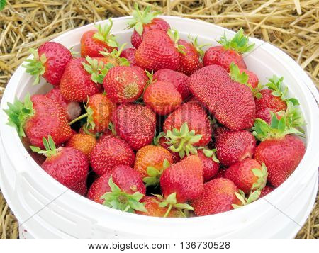 Strawberry on field of the Whittamore's Farm in Markham Ontario 1 July 2016 Canada