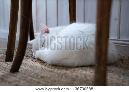 white cat sleeping under chair on carpet at living room
