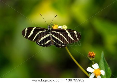 Zebra Longwing Butterfly (heliconius Charithonia)
