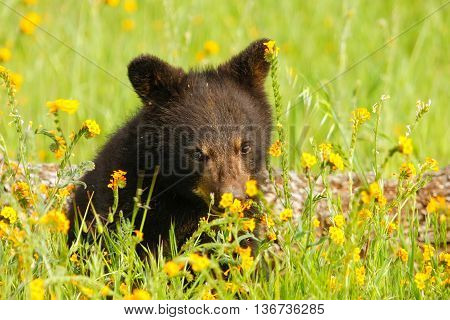 Baby American Black Bear