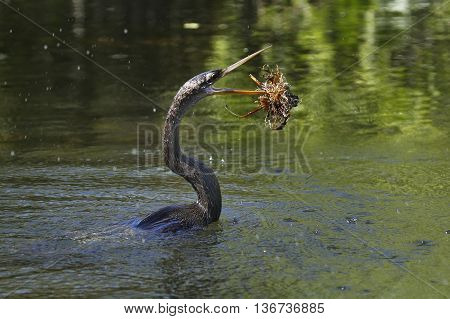 Anhinga (Anhinga anhinga) swimming in water with open beak