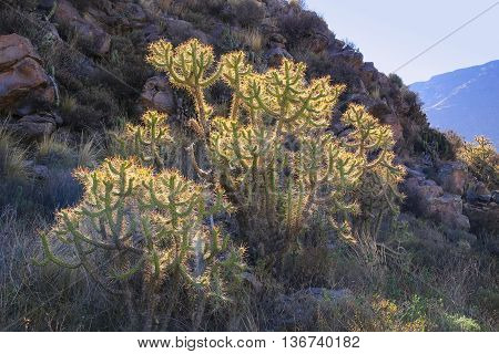 Backlit cactus on a hill near Chivay town in Peru.