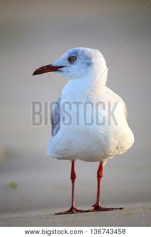 Grey-headed Gull On A Beach In Paracas Bay, Peru