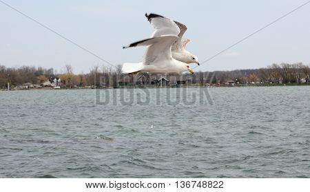 Sea Gulls in a flock flying over Lake Canandaigua in New York
