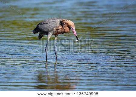 Reddish egret (Egretta rufescens) hunting in water