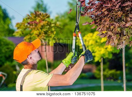 Summer Garden Works. Caucasian Gardener with Garden Scissors Trimmers at Work in His Backyard Garden.
