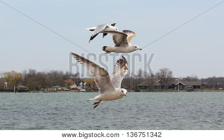 Sea Gulls in a flock flying over Lake Canandaigua in New York