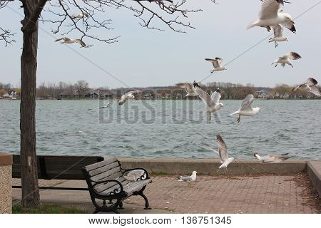 Sea Gulls in a flock flying over Lake Canandaigua in New York