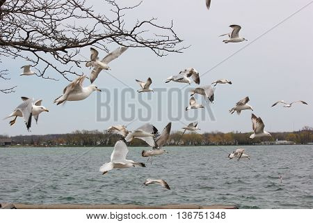 Sea Gulls in a flock flying over Lake Canandaigua in New York