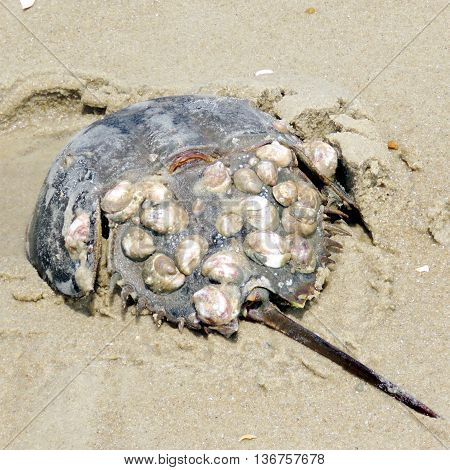 Horseshoe crab on the South Bethany Beach in Delaware May 2016 Usa