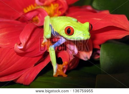 Red eye tree frog on pink flower and green leaves appears to walk towards the viewer and stare with red eyes.