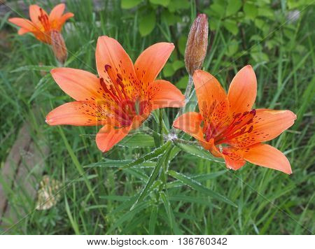 Large flowers of Lilium pensylvanicum in Yakutia