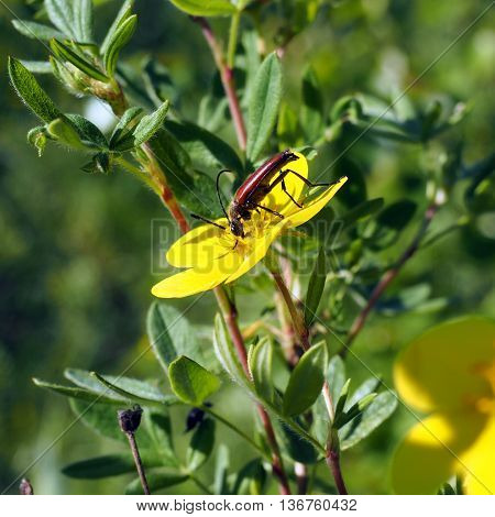 Bug on a flower Pentaphylloides fruticosa (Yakutia)