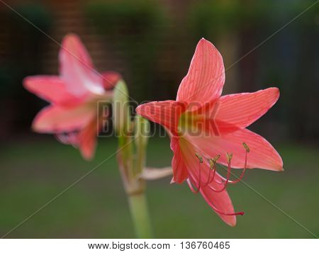 Closeup of Hippeastrum or flower in garden.