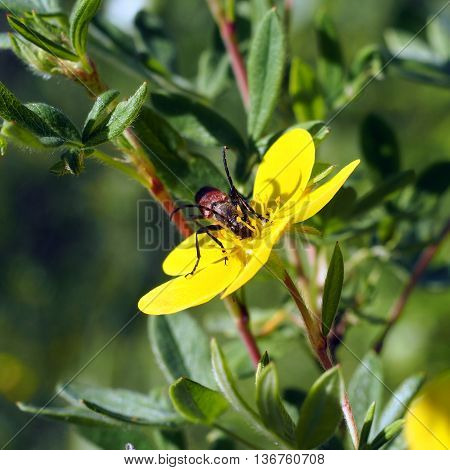 Bug on a flower Pentaphylloides fruticosa (Yakutia)