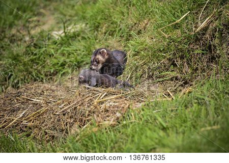 Beautiful Female Jill Polecat Mustelinae Putorisus Dragging Baby Kit Into Burrow