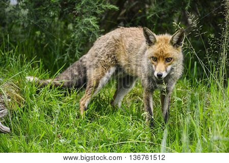Stunning Male Fox In Long Lush Green Grass Of Summer Field