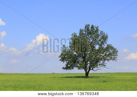 Fresh green field of juvenille grain and lonely deciduous tree in early summerPodlasie regionPolandEurope
