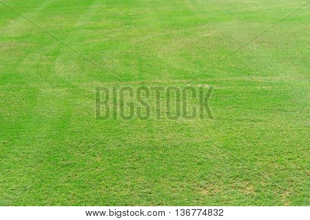 Greensward field background and wallpaper, landscape wallpaper