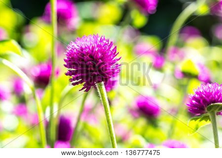 Chrysanthemun flower with natural sunlight and blurred background