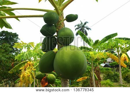 The papaya tree with fruits, papaya fruits hanging on the papaya tree on papaya garden. Green papaya and yellow papaya.