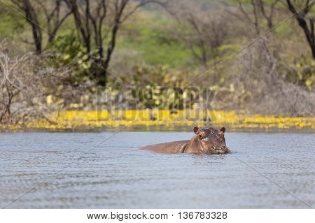 Hippo At Lake Baringo, Kenya