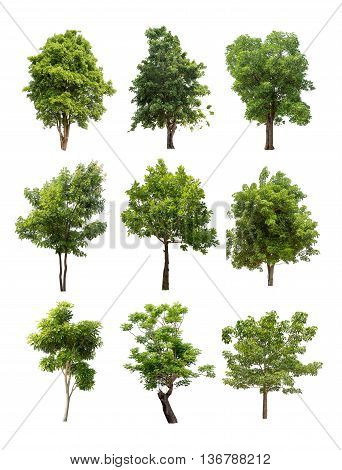 Collection of isolated trees on white background