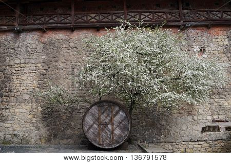 Large wooden barrel under a blossoming tree in the high wall