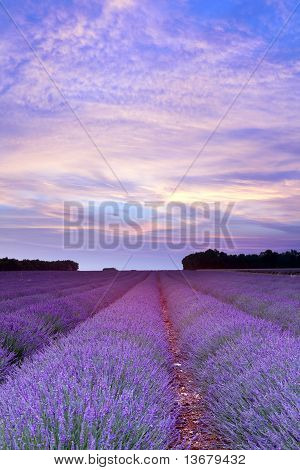 Provence levandule Sunset