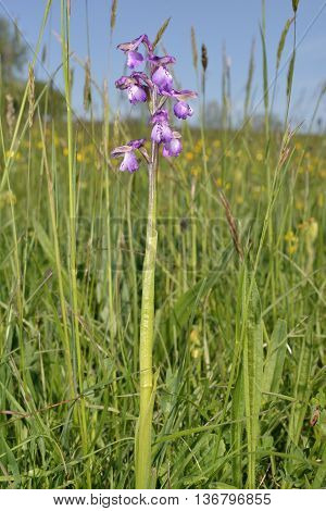 Green-winged Orchid - Anacamptis morio in Hay Meadow