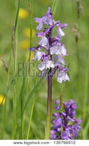 Green-winged Orchid - Anacamptis morio Pale form with normal behind