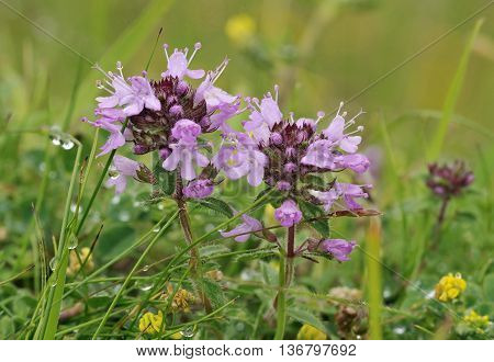 Wild Thyme - Thymus polytrichus 
Wild Herb Flower