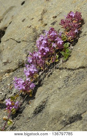 Wild Thyme - Thymus polytrichus growing is Swiss Alps