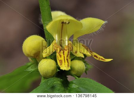 Yellow Archangel - Lamiastrum galeobdolon Yellow Woodland Flower