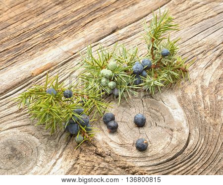 Common Juniper (Juniperus communis) fruits on wood