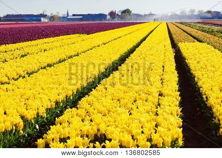 Tulip. Beautiful tulip fields. colorful tulips. tulips in spring,
