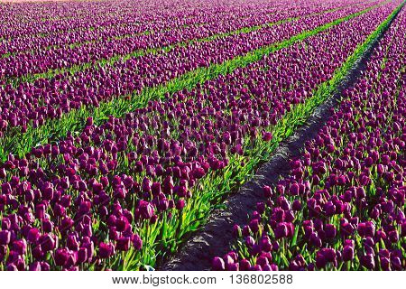 Tulip. Beautiful tulip field,. colorful tulips, tulips in spring in Holland